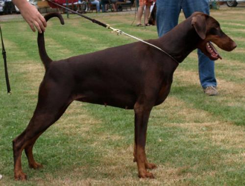 Brown Chief Ayden | Brown Doberman Pinscher