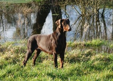 Farah-Cybele Nouvelle Generation | Brown Doberman Pinscher