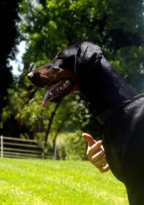 Fanatic Baby des Yeux de la Revanche | Black Doberman Pinscher