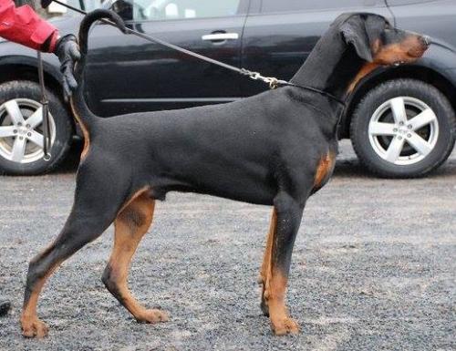 Jean Dark One Million | Black Doberman Pinscher