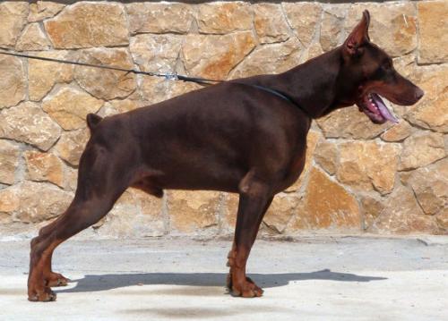 Wizard of Wallakia Zack Zennon | Brown Doberman Pinscher