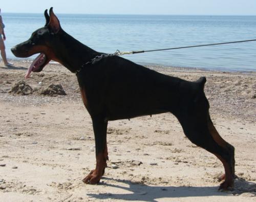 Meile Tikrai Nauja | Black Doberman Pinscher