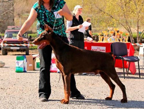 Asker Berg iz Marialgrada | Brown Doberman Pinscher