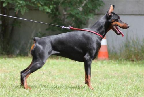 Modus Ost Isana | Black Doberman Pinscher