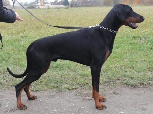 Cuando v. Malaika wa Vita | Black Doberman Pinscher