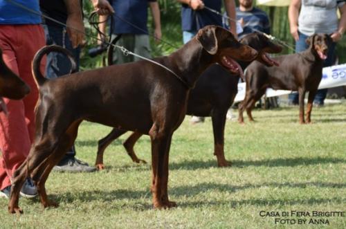 Casa di Fera Brigitte | Brown Doberman Pinscher