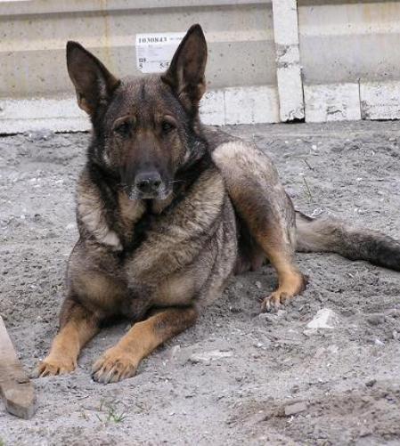Iris vom Grauen-stahlhammer | German Shepherd Dog 