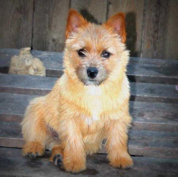 Kristol's House Victoria | Norwich Terrier 