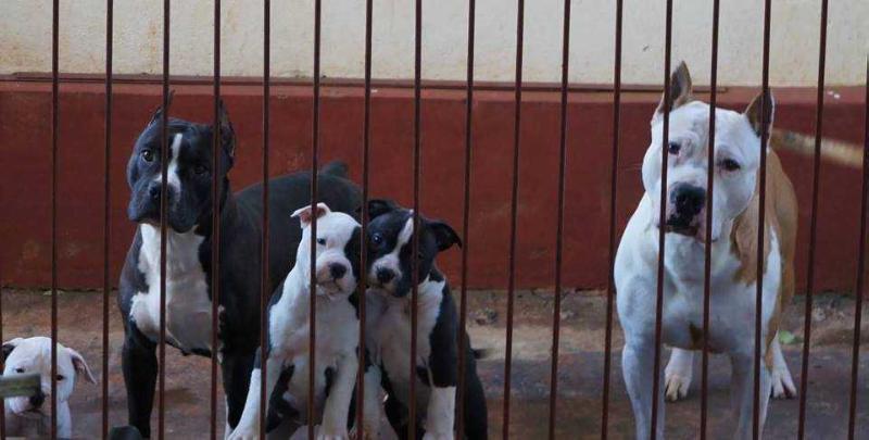 Raika New Kraftfeld | American Staffordshire Terrier 