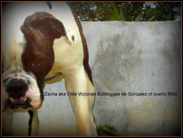 Zacha De Gonzalez | Olde English Bulldogge 