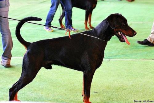 Iralph Gladiator de Rovira | Black Doberman Pinscher