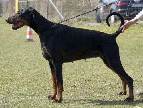 Ramsey v. Marosk | Black Doberman Pinscher