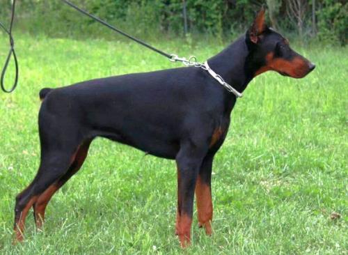 Isabel della Ninfa Nobel | Black Doberman Pinscher