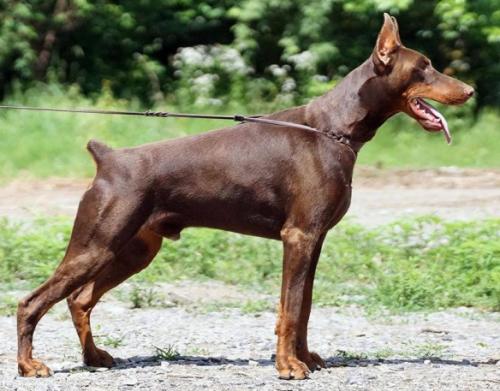 Gil-Galad de Grande Vinko | Brown Doberman Pinscher