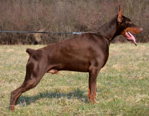 Guard de Marine de Grande Vinko | Brown Doberman Pinscher