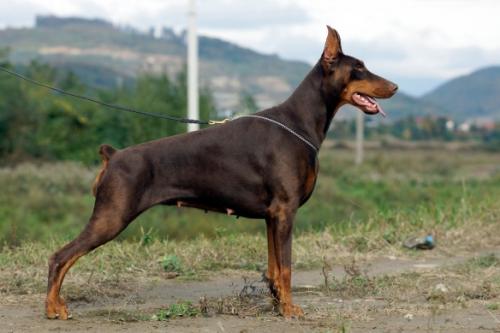 Galadriel Elven Queen de Grande Vinko | Brown Doberman Pinscher