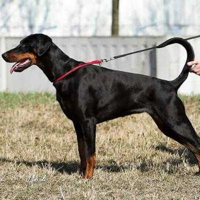 Original di Perlanera | Black Doberman Pinscher