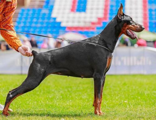 Sevilija iz Zoosfery | Black Doberman Pinscher