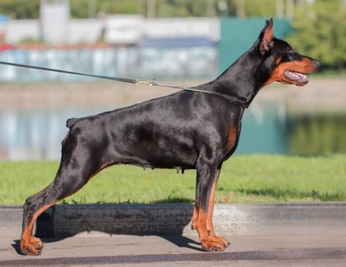 Showtime iz Zoosfery | Black Doberman Pinscher