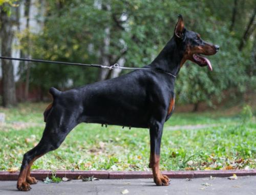 Chio-Chio San iz Zoosfery | Black Doberman Pinscher