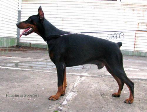 Piligrim iz Zoosfery | Black Doberman Pinscher