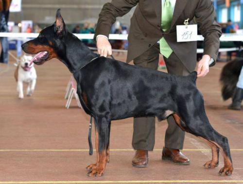 Harald iz Zoosfery | Black Doberman Pinscher