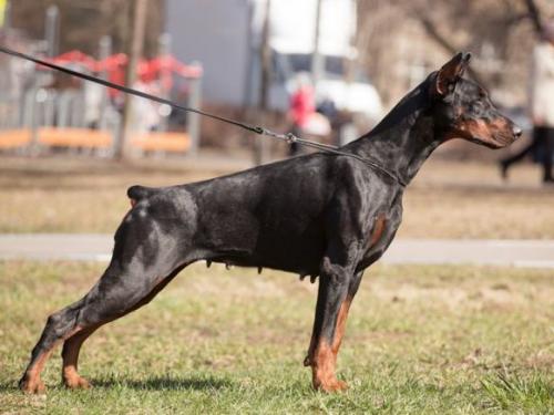 Holland Rose iz Zoosfery | Black Doberman Pinscher