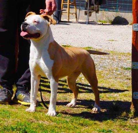 PELAGIO STAFF BARBIE | American Staffordshire Terrier 