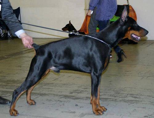 Radonezh iz Zoosfery | Black Doberman Pinscher