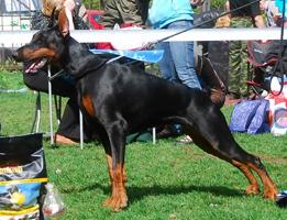 Ingeborga iz Zoosfery | Black Doberman Pinscher