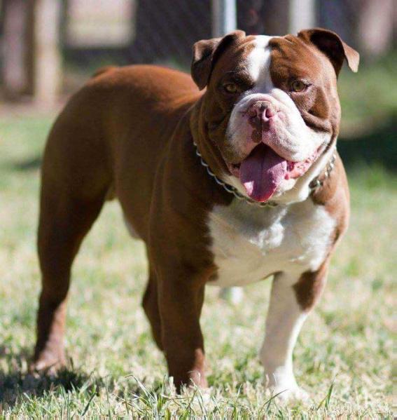 Trinity Bulldog Odins Trouble | Olde English Bulldogge 