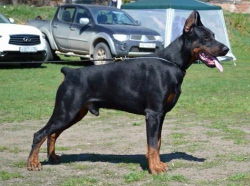 Iskander iz Zoosfery | Black Doberman Pinscher