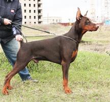 Irvin Show iz Zoosfery | Brown Doberman Pinscher