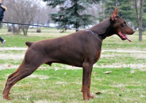 Kaiserkraft Demon | Brown Doberman Pinscher