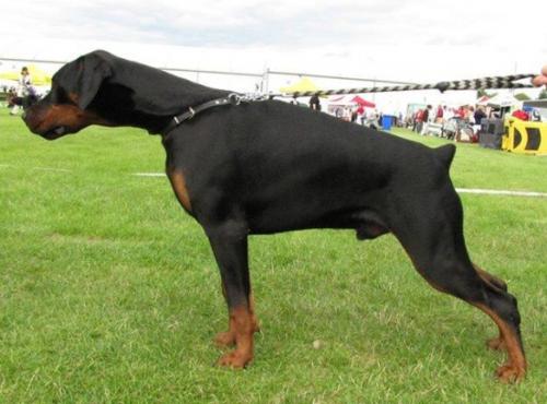 Ruholfia Capone | Black Doberman Pinscher