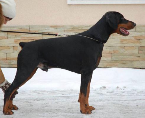 Grand Mollis Zippo | Black Doberman Pinscher