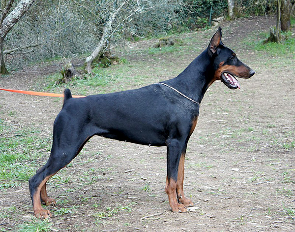 Grand Mollis India | Black Doberman Pinscher