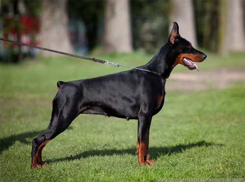 Grand Mollis Campari | Black Doberman Pinscher
