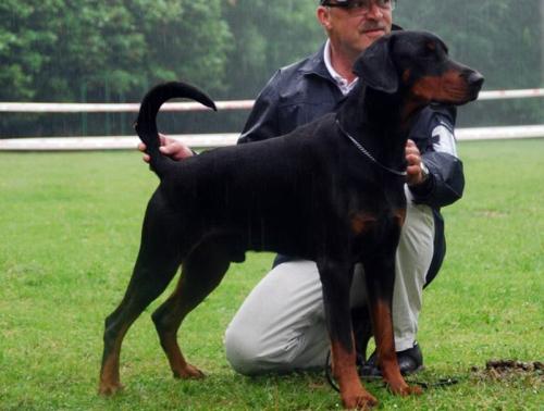 Tango di Altobello | Black Doberman Pinscher