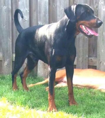 Hertog Prego v. Thekeda | Black Doberman Pinscher