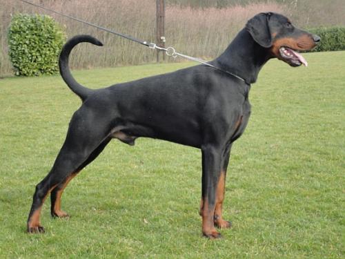 Narvik Les Deux Peupliers | Black Doberman Pinscher
