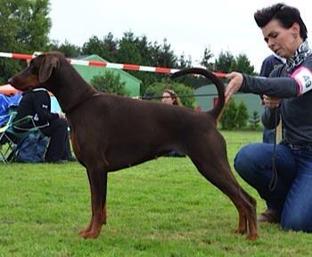 Semper Fidelis I Am The One Issey | Brown Doberman Pinscher