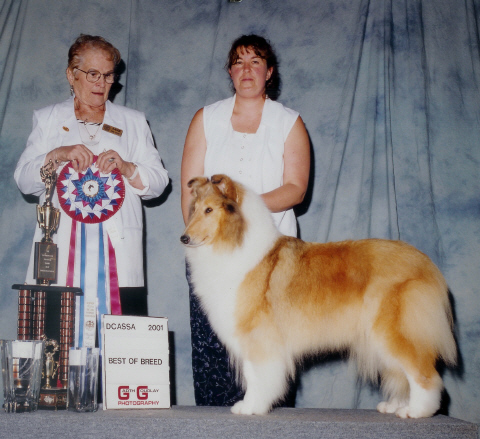 HarvestHil Treasured Deerly | Rough Collie 