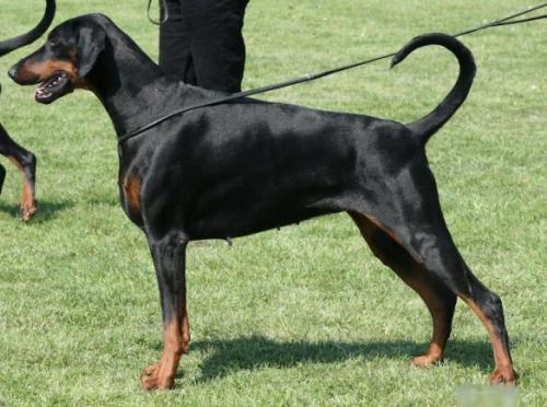 Indy v.d. Donauhoeve | Black Doberman Pinscher