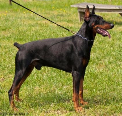 Dark-Nemo v. Koby Haus | Black Doberman Pinscher