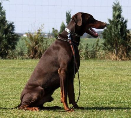 Amico Acapulco of Guardian Dogs | Brown Doberman Pinscher