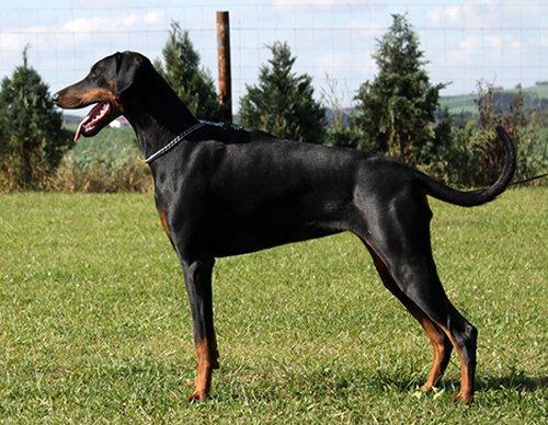 Adana Arizona of Guardian Dogs | Black Doberman Pinscher