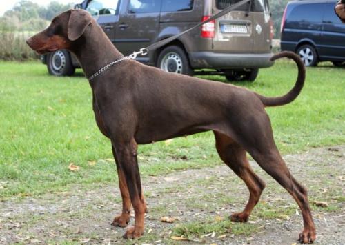 Awa Afrika of Guardian Dogs | Black Doberman Pinscher