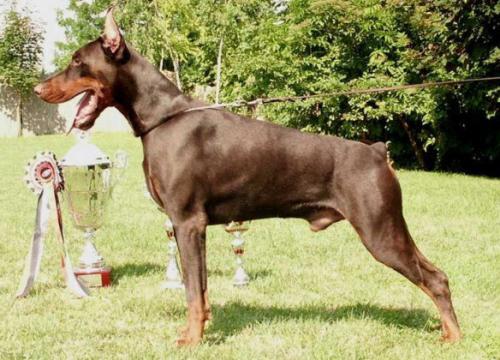 Dobergaarden Forever Beauti Halifax | Brown Doberman Pinscher