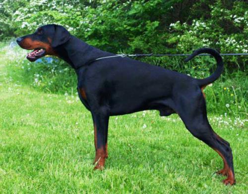 Dobergaarden Forever Catching Fox | Black Doberman Pinscher